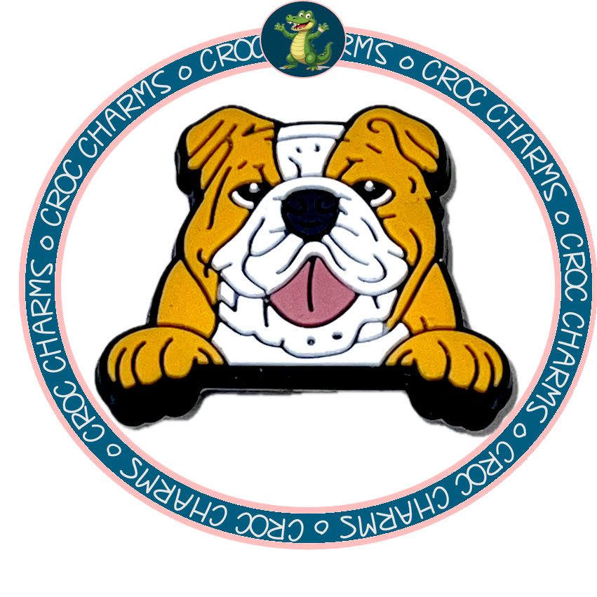 English Bulldog