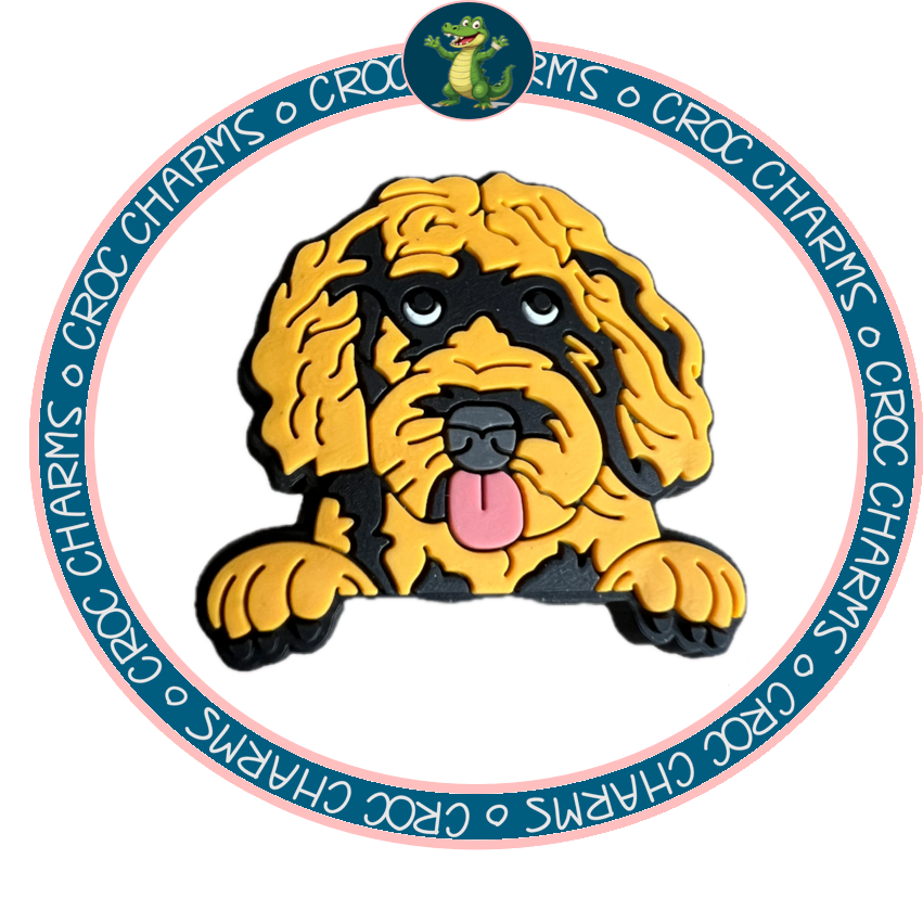 Labradoodle