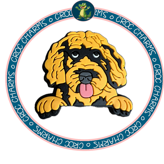 Labradoodle