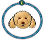 Poodle