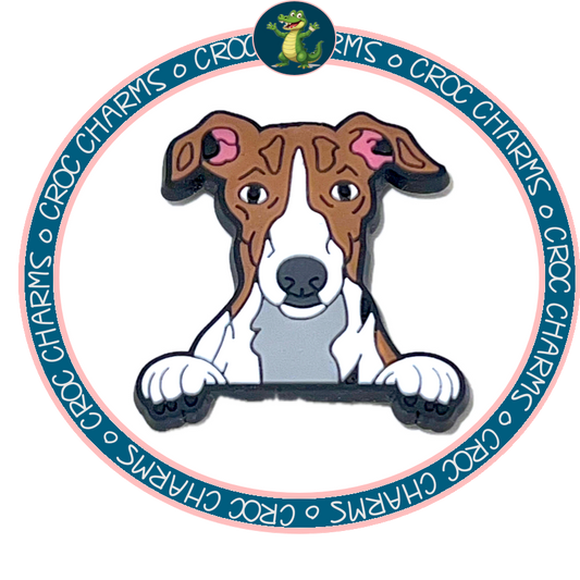 Whippet